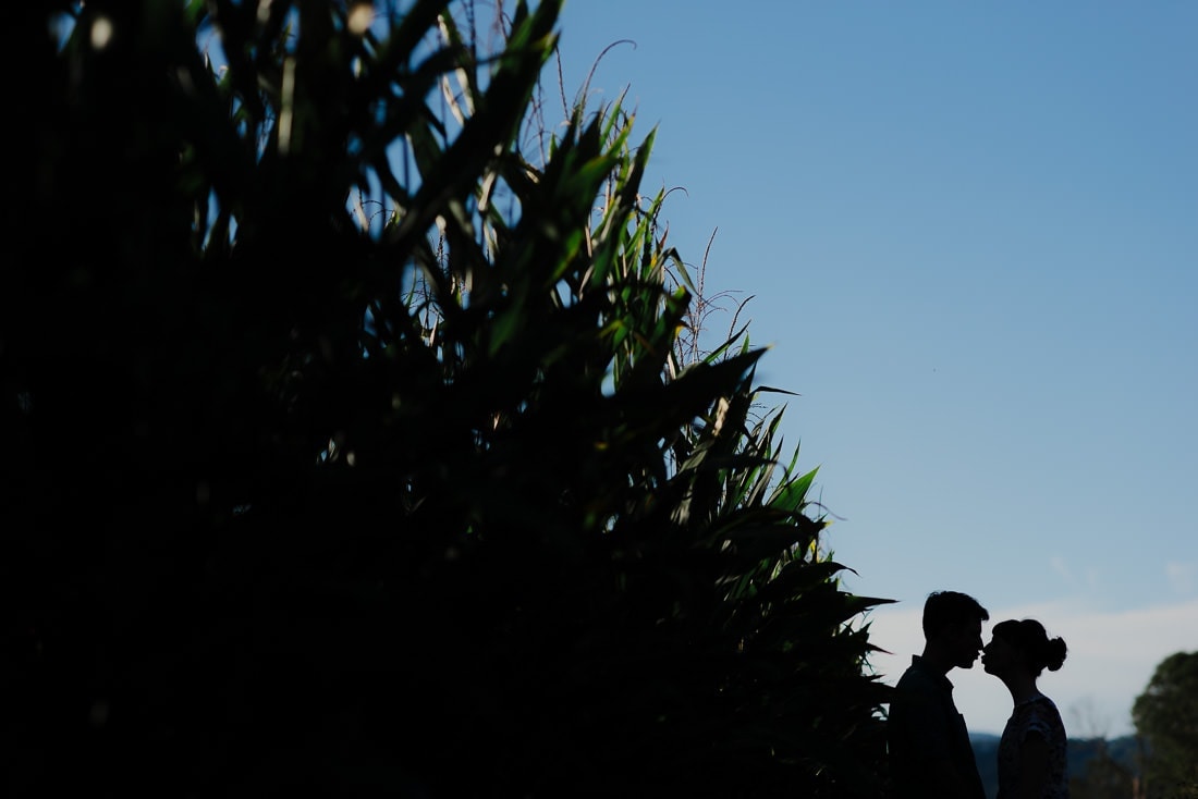 Kissing silhouette in corn field