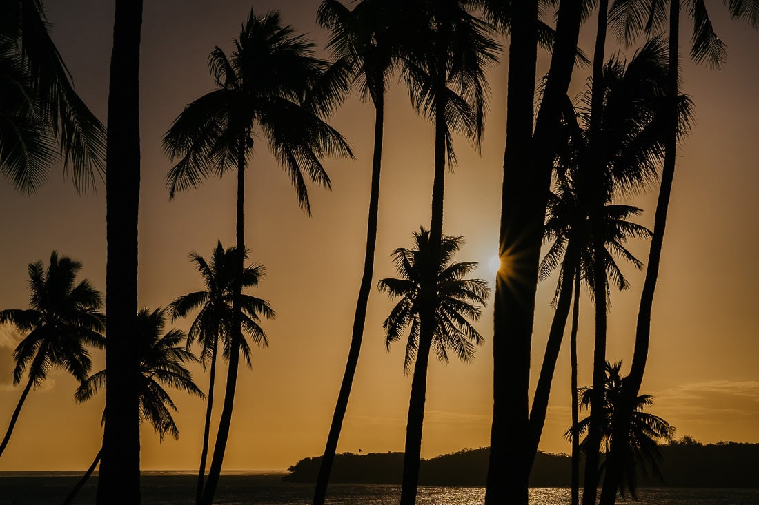 fiji sunset palm trees
